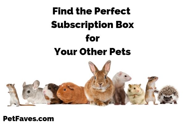 Guinea pig, hamster, bunny, ferret, hedgehog, chinchilla, and gerbil tsanding in line waiting for their subscription boxes.