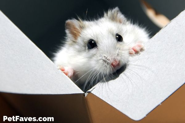 white hamster sitting in a hamster subscription box