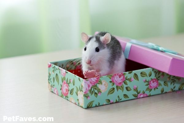 grey and white rat sitting in a colorful rat subscription box