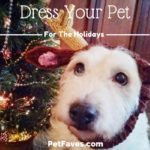 Get your pet ready for the holidays with these holiday apparel ideas. From Christmas bandanas to holiday formal wear, there is something for every pet.