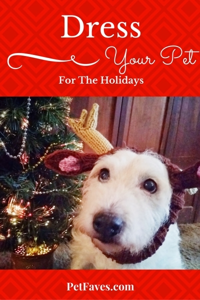PetFaves.com | Get your pet ready for the holidays with some of these holiday apparel ideas. From Christmas bandanas to holiday formal wear, there is something for every pet.