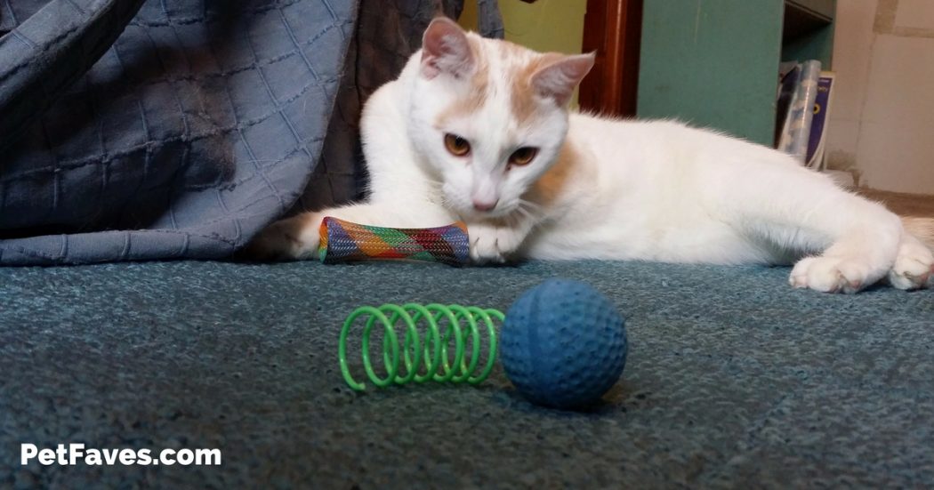 5 of the Best Cheap Cat Toys •
