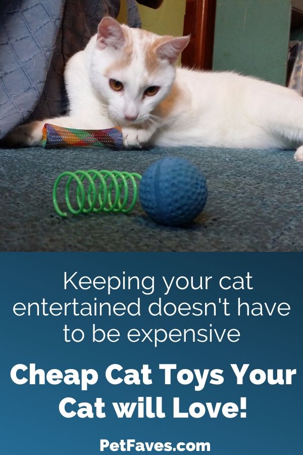 Cat fun doesn't have to be expensive. We share 5 of our favorite cheap cat toys you'll want to add to your cat's toy box.