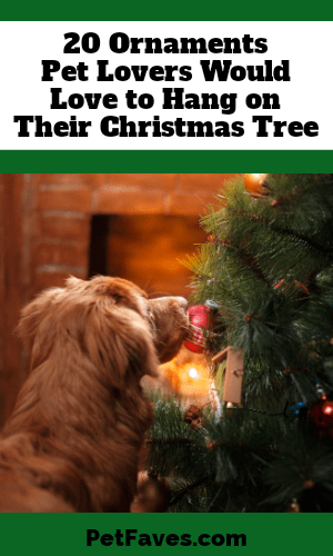 dog looking at decorated Christmas tree