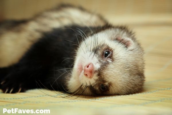 Ferret Love- ferret laying on his side