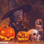 dog wearing witches hat surrounded by Halloween decorations