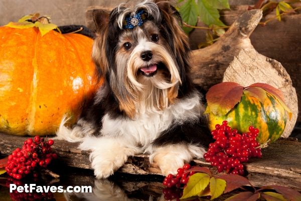 Black and white Shih Tzu with pumpkins and fall flowers