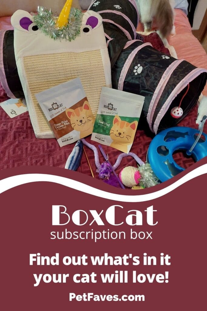 BoxCat subscription box contents includes treats, cat teasers, a cat track chaser toy, stuffed toys, tunnel and cat scratcher